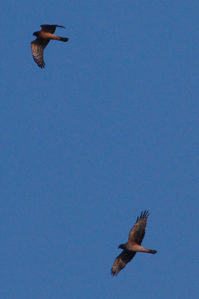 Northern Harrier 2013-12-14.jpg